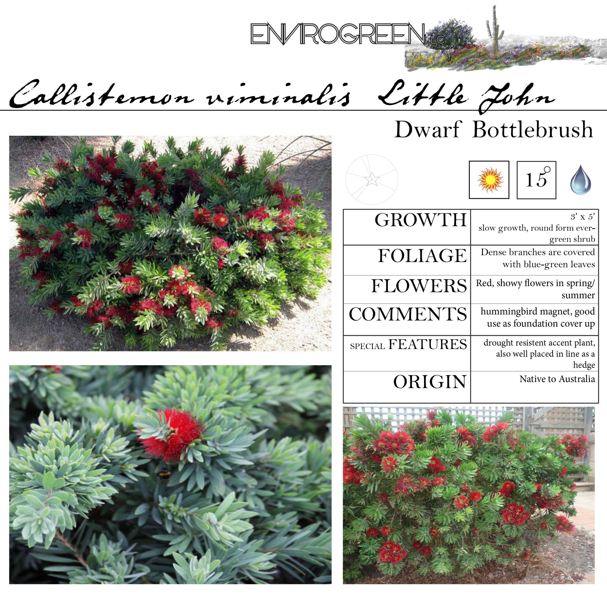 Callistemon viminalis Little John