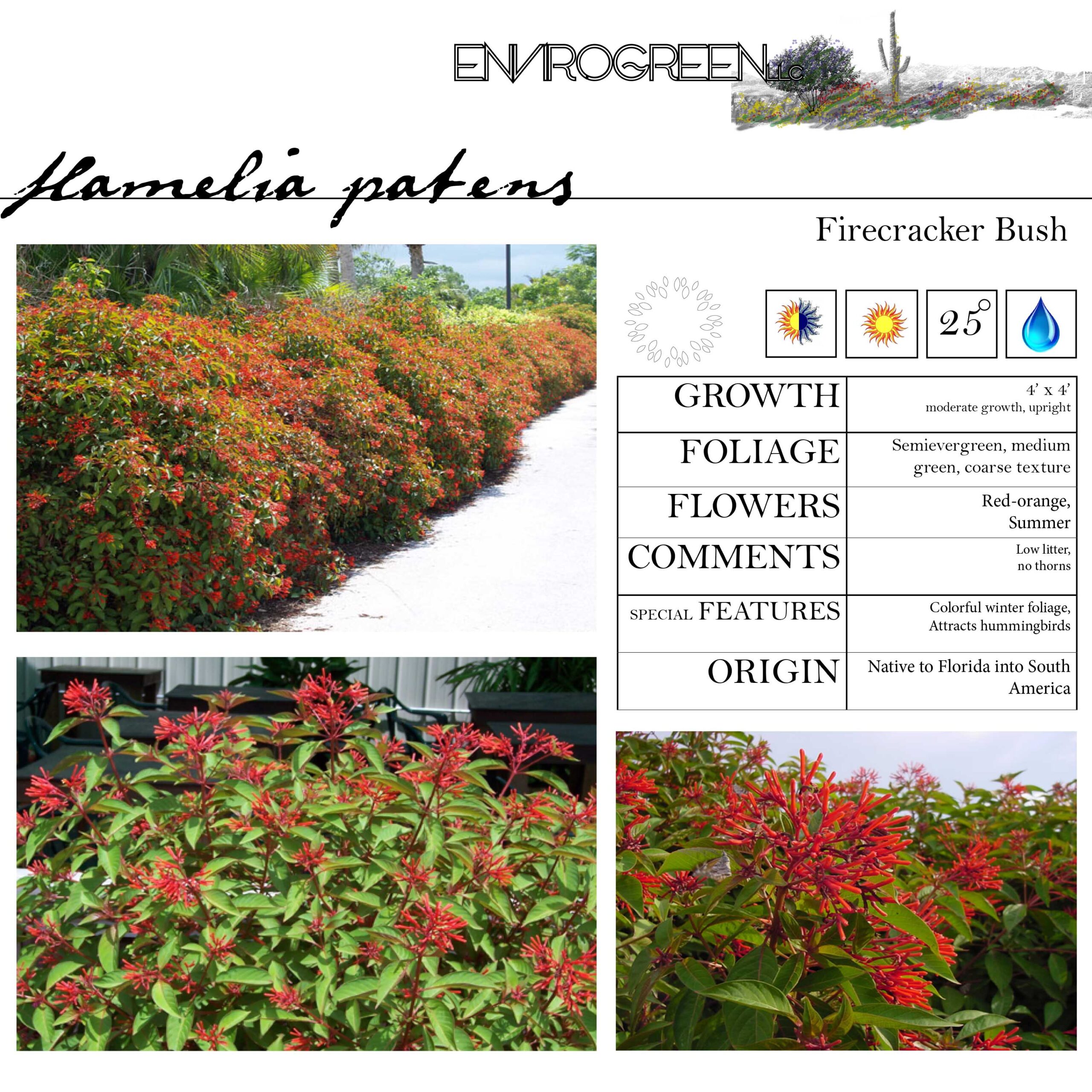 Hamelia patens