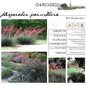 Hesperaloe parviflora