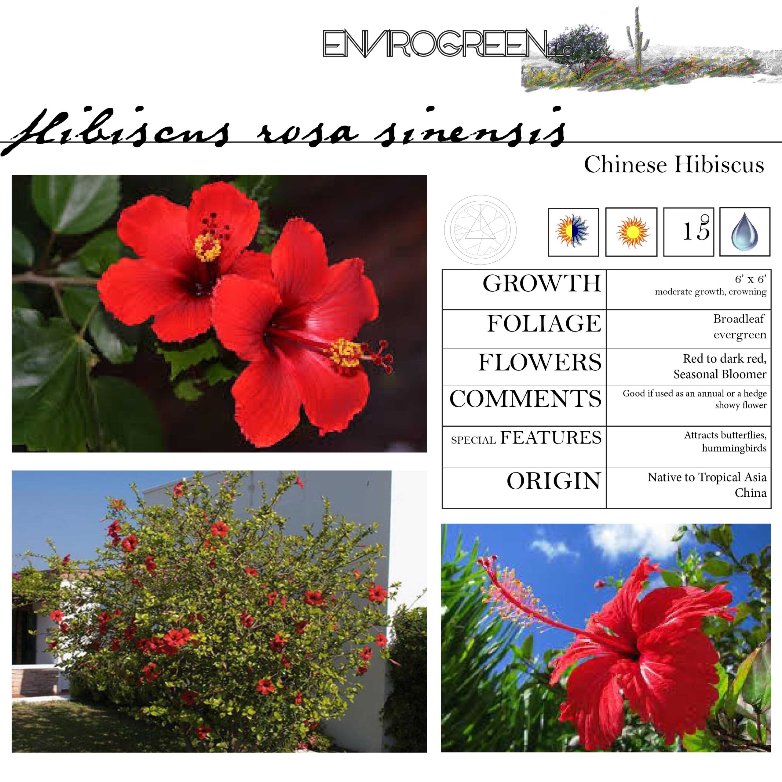 Hibiscus rosa-sinensis