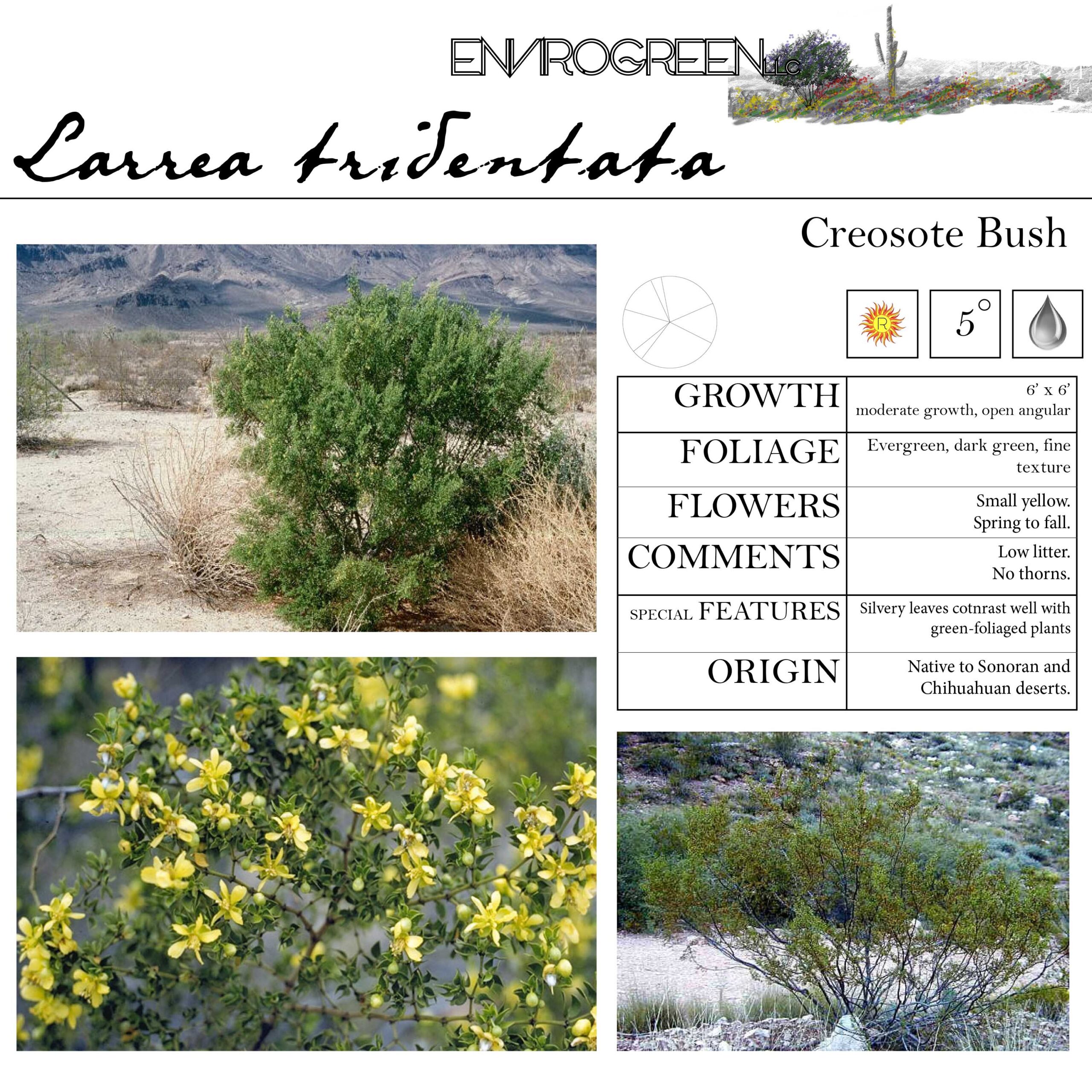 Larrea tridentata
