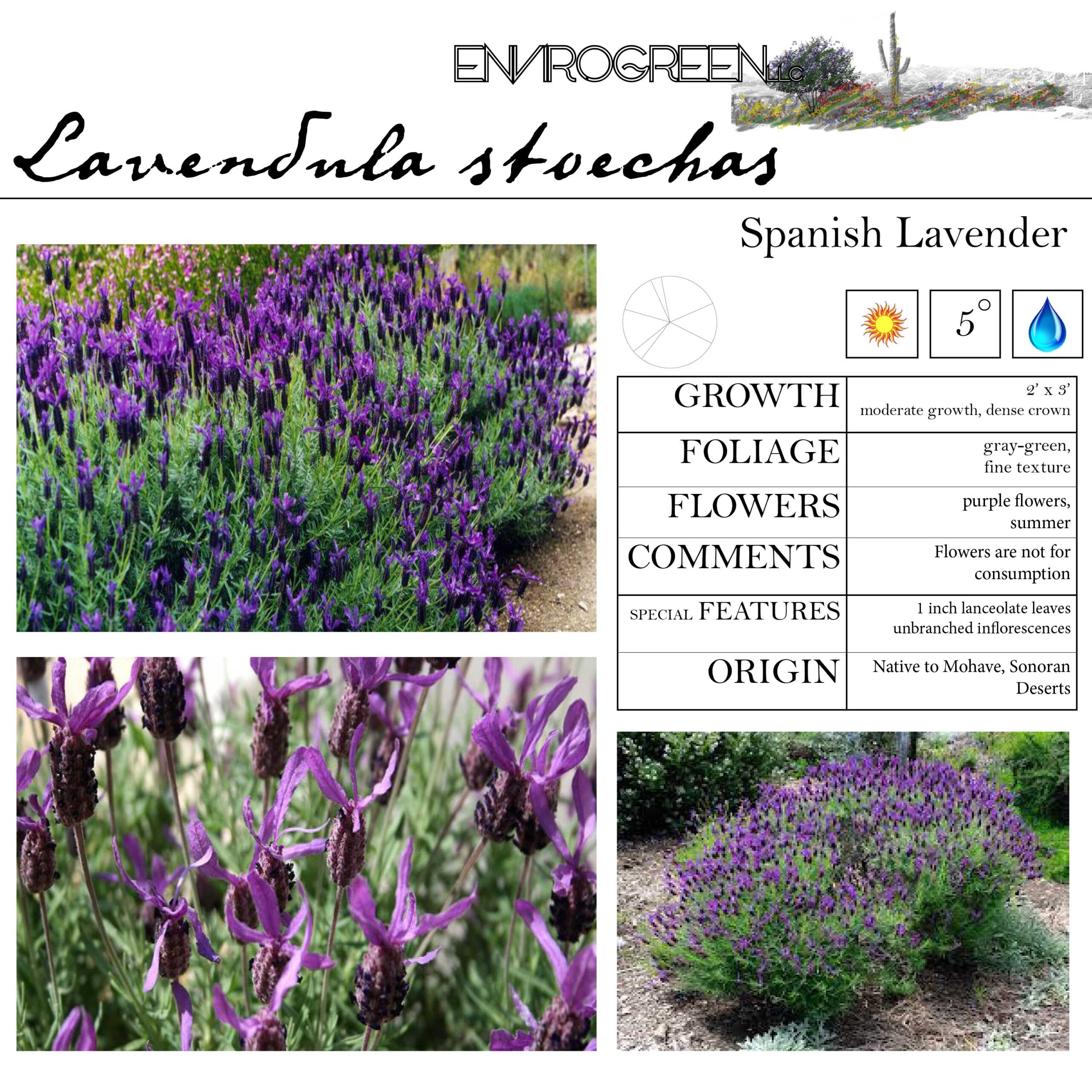 Lavendula stoechas