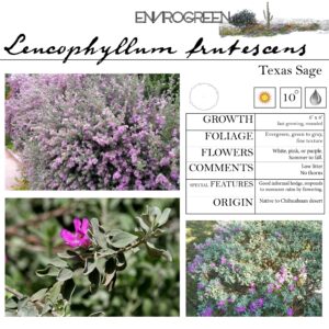 Leucophyllum frutescens