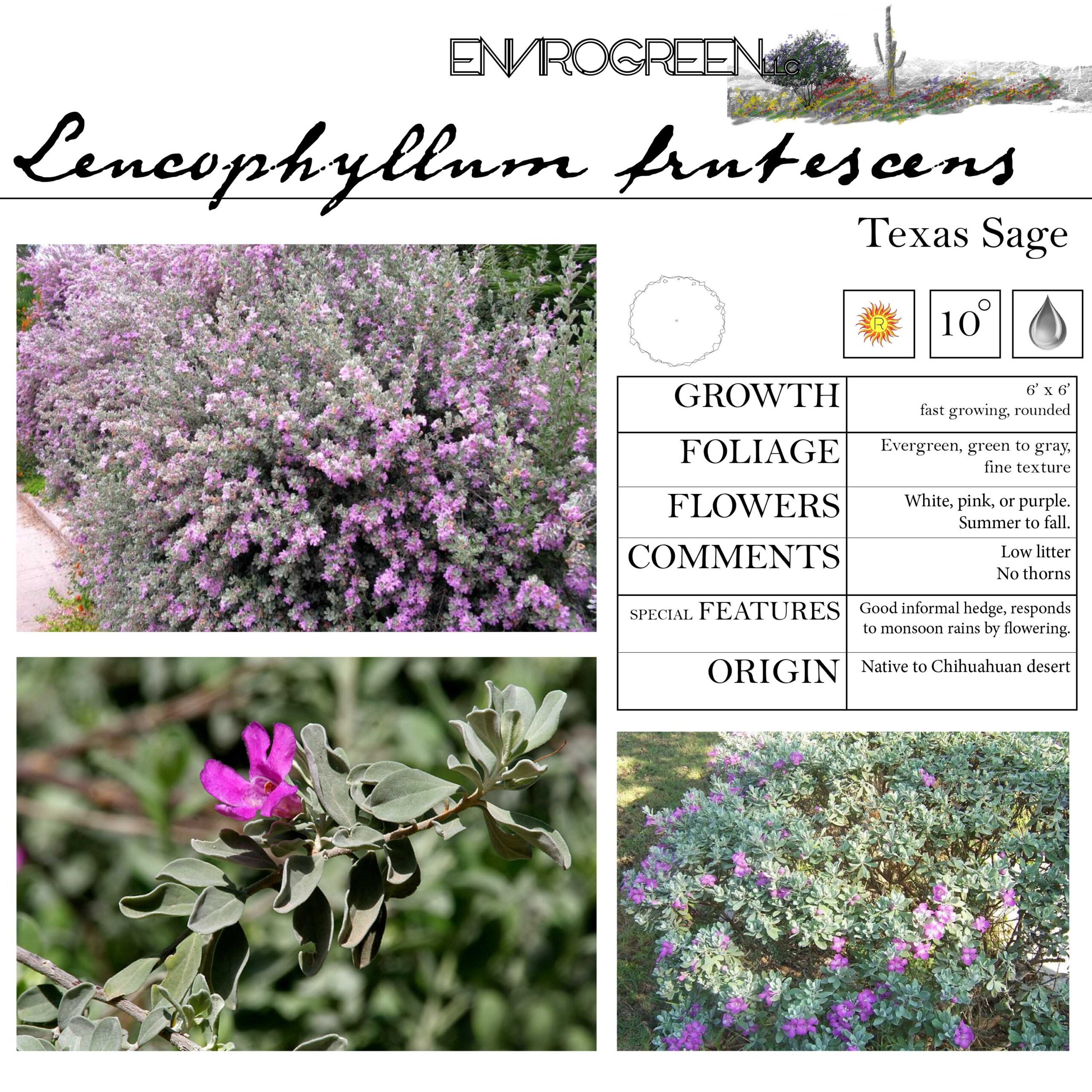 Leucophyllum frutescens