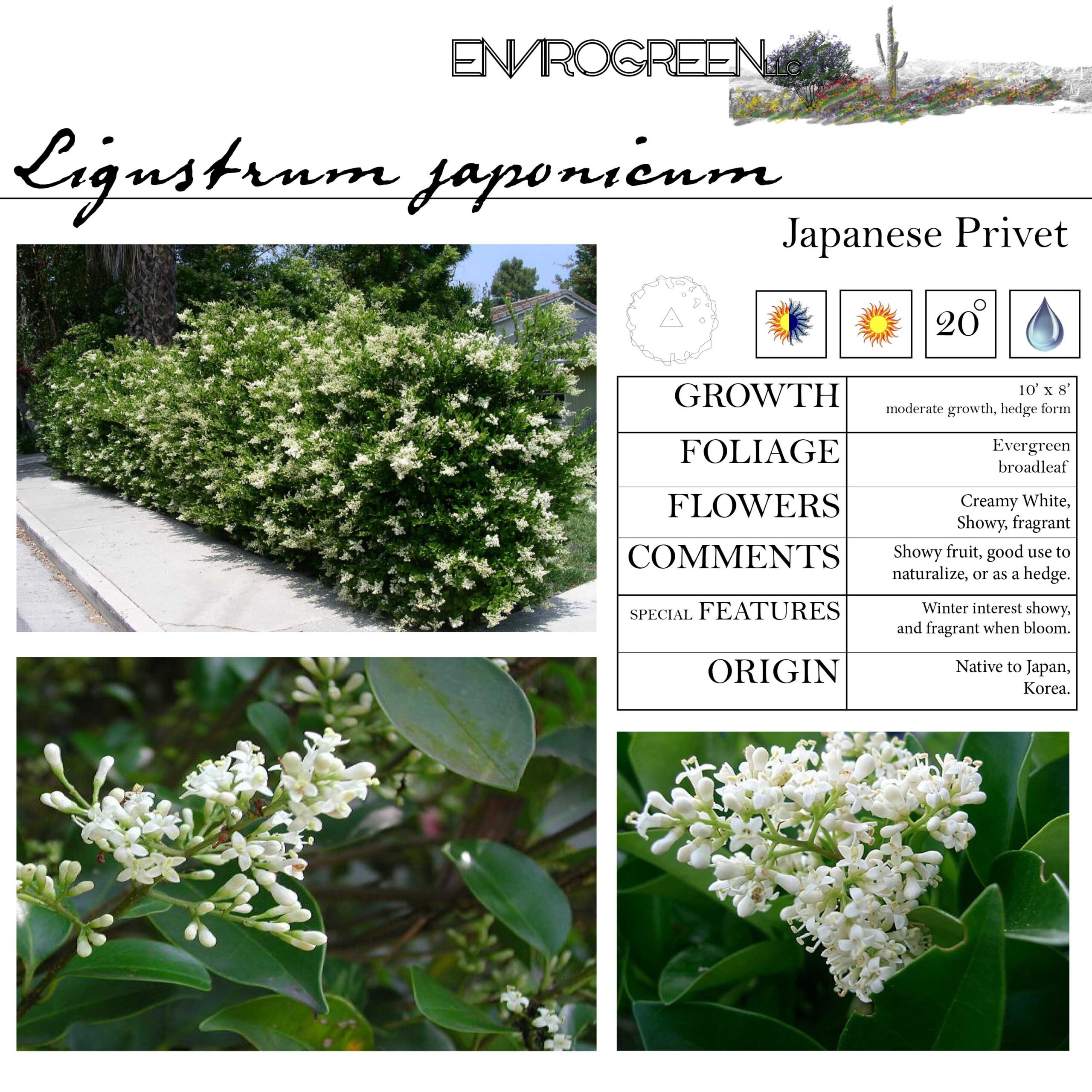 Ligustrum japonicum
