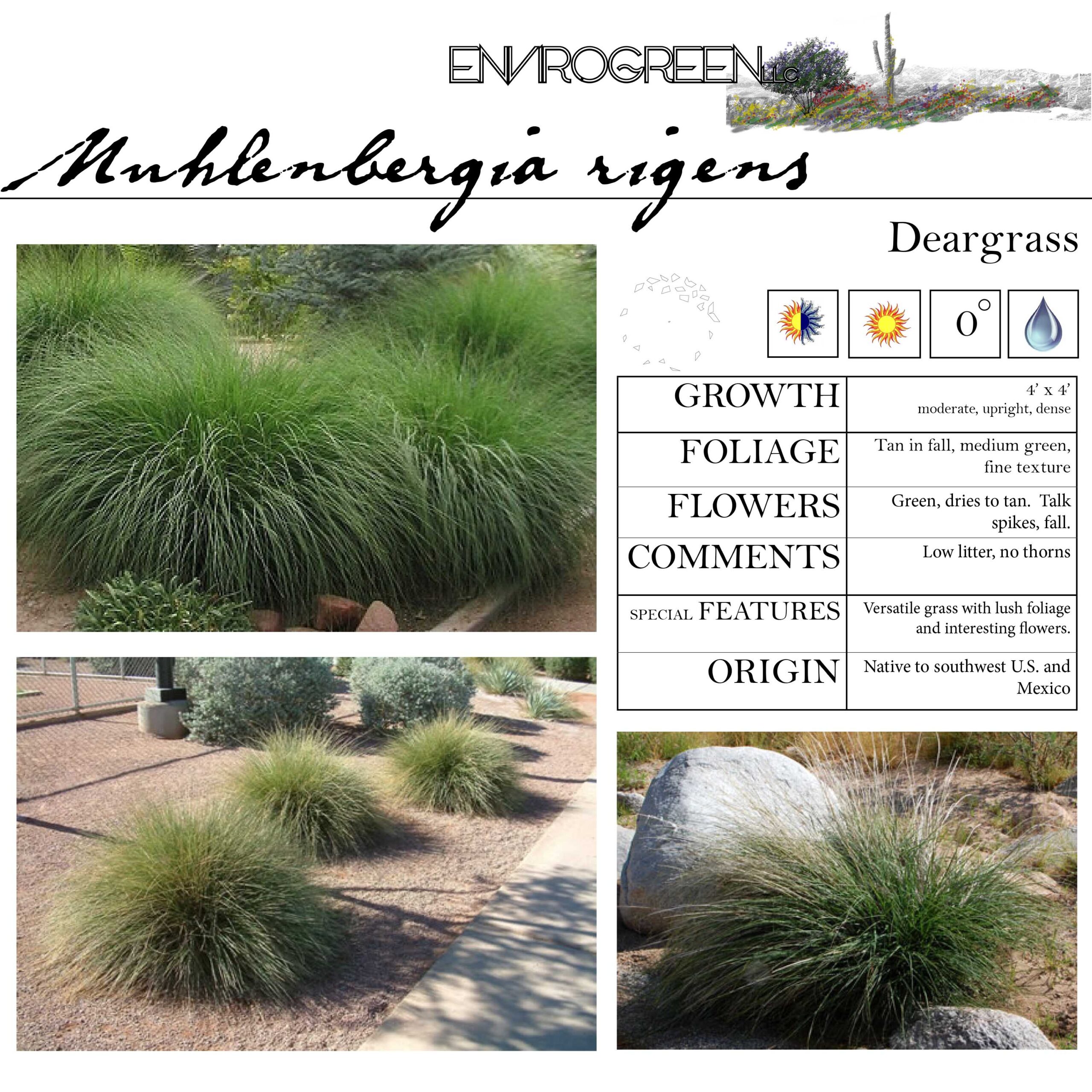 Muhlenbergia rigens