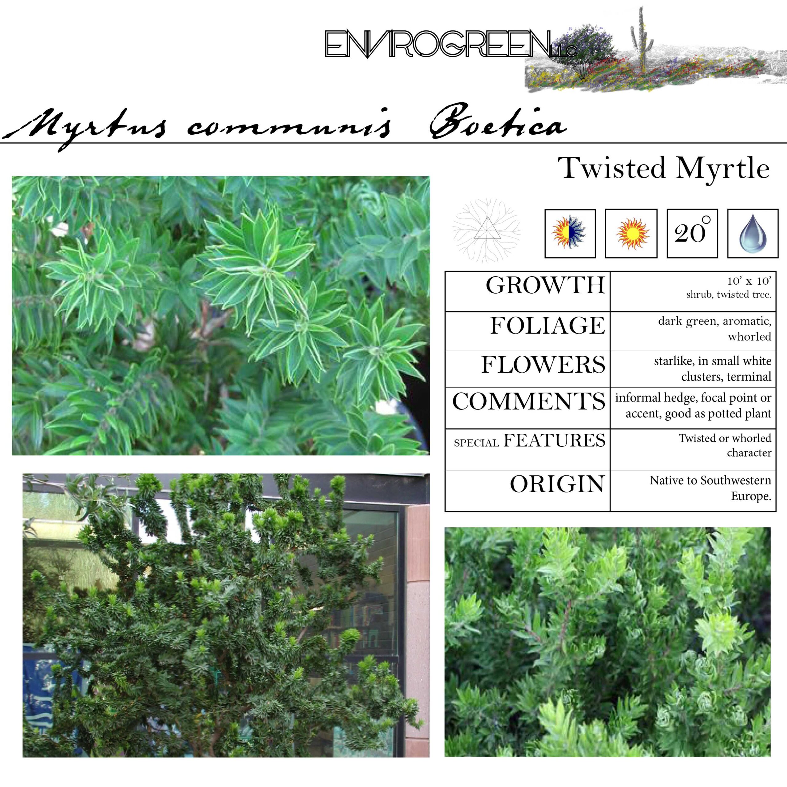 Myrtus communis Boetica