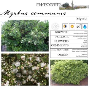 Myrtus communis