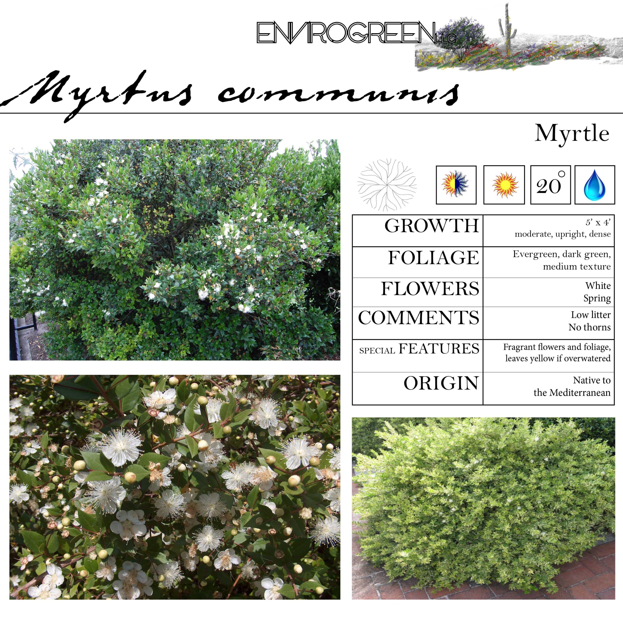 Myrtus communis