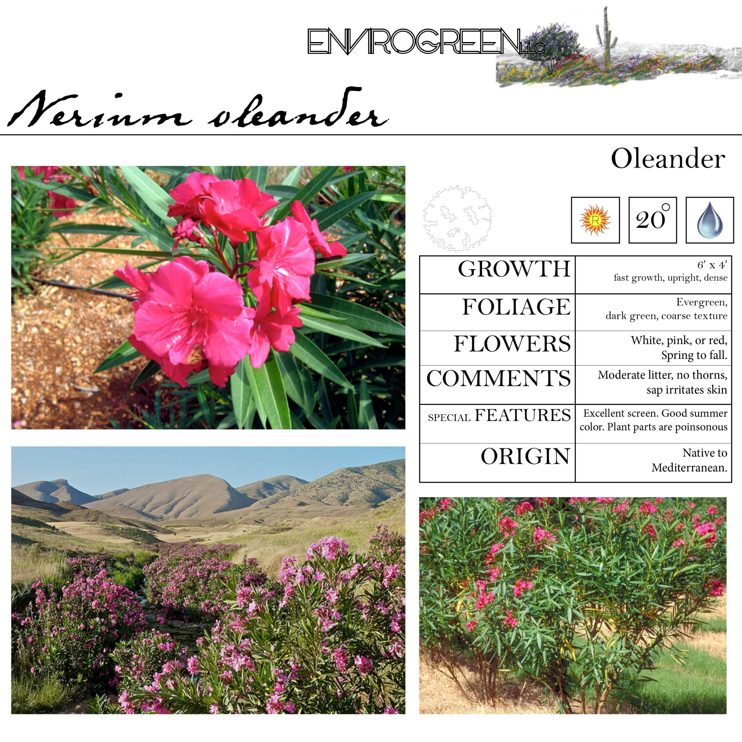 Nerium oleander