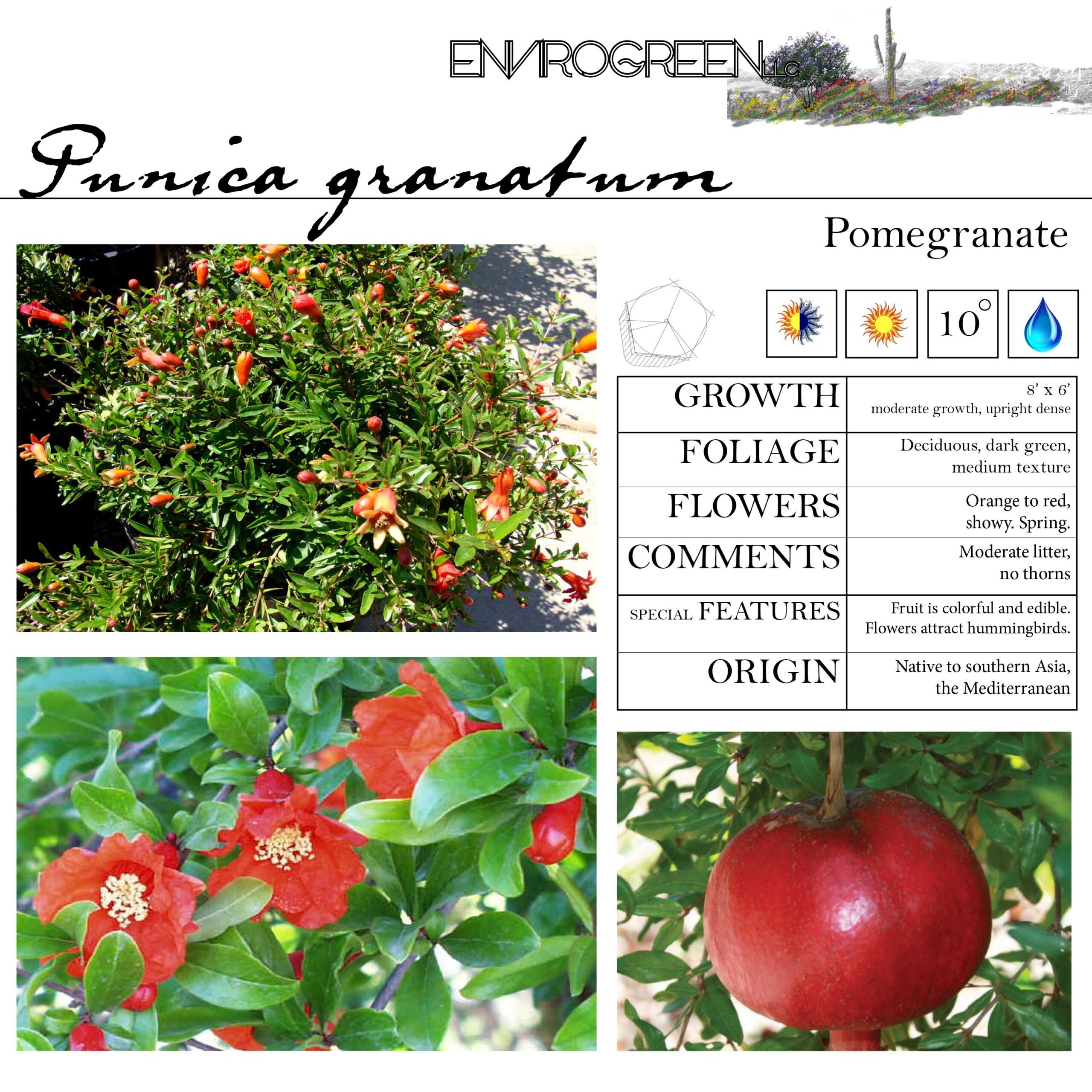 Punica granatum