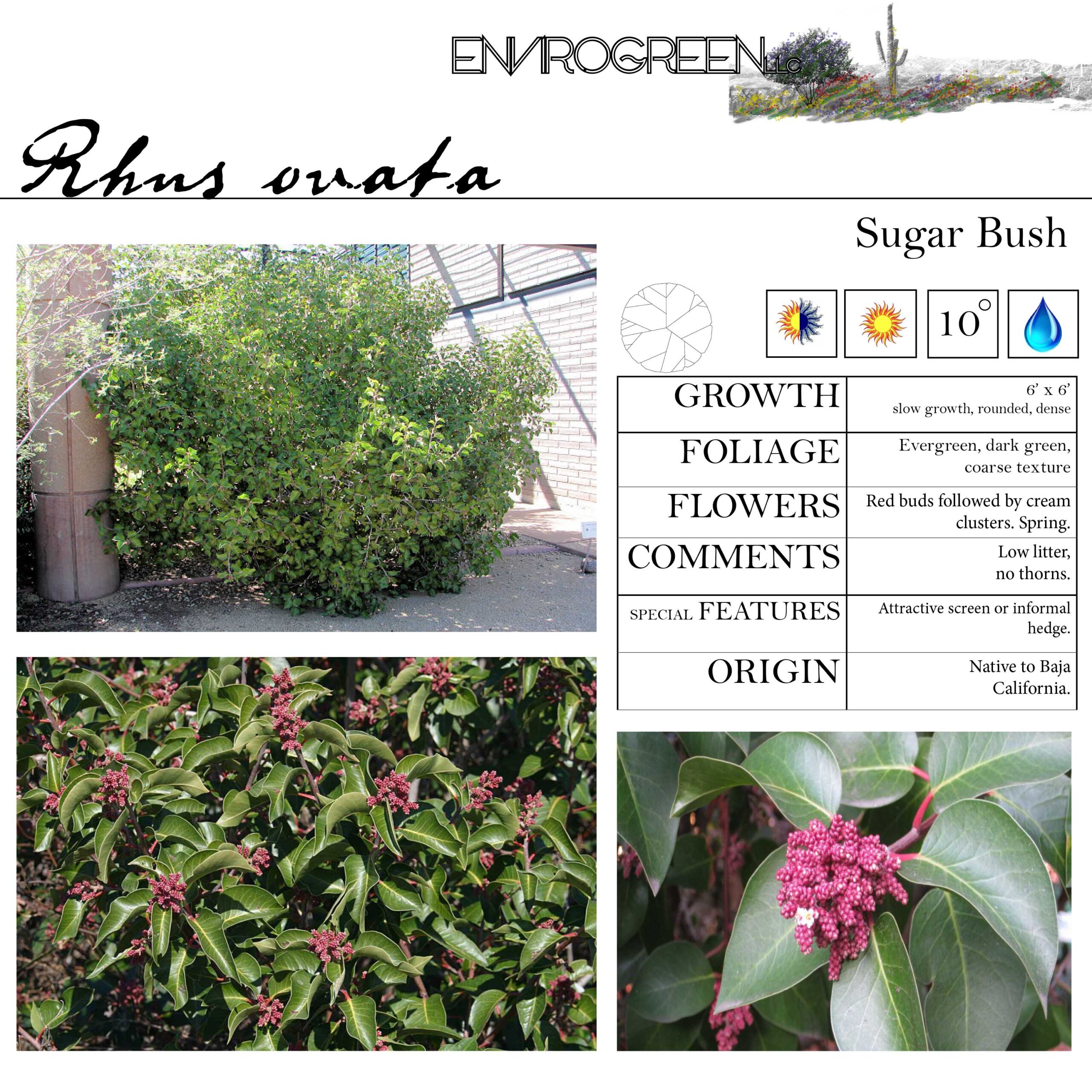 Rhus ovata