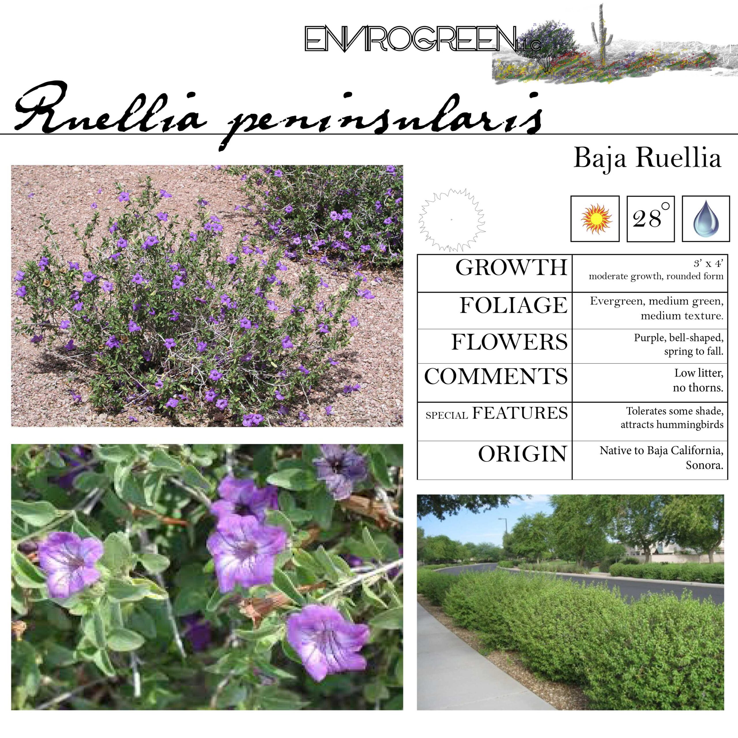 Ruellia peninsularis