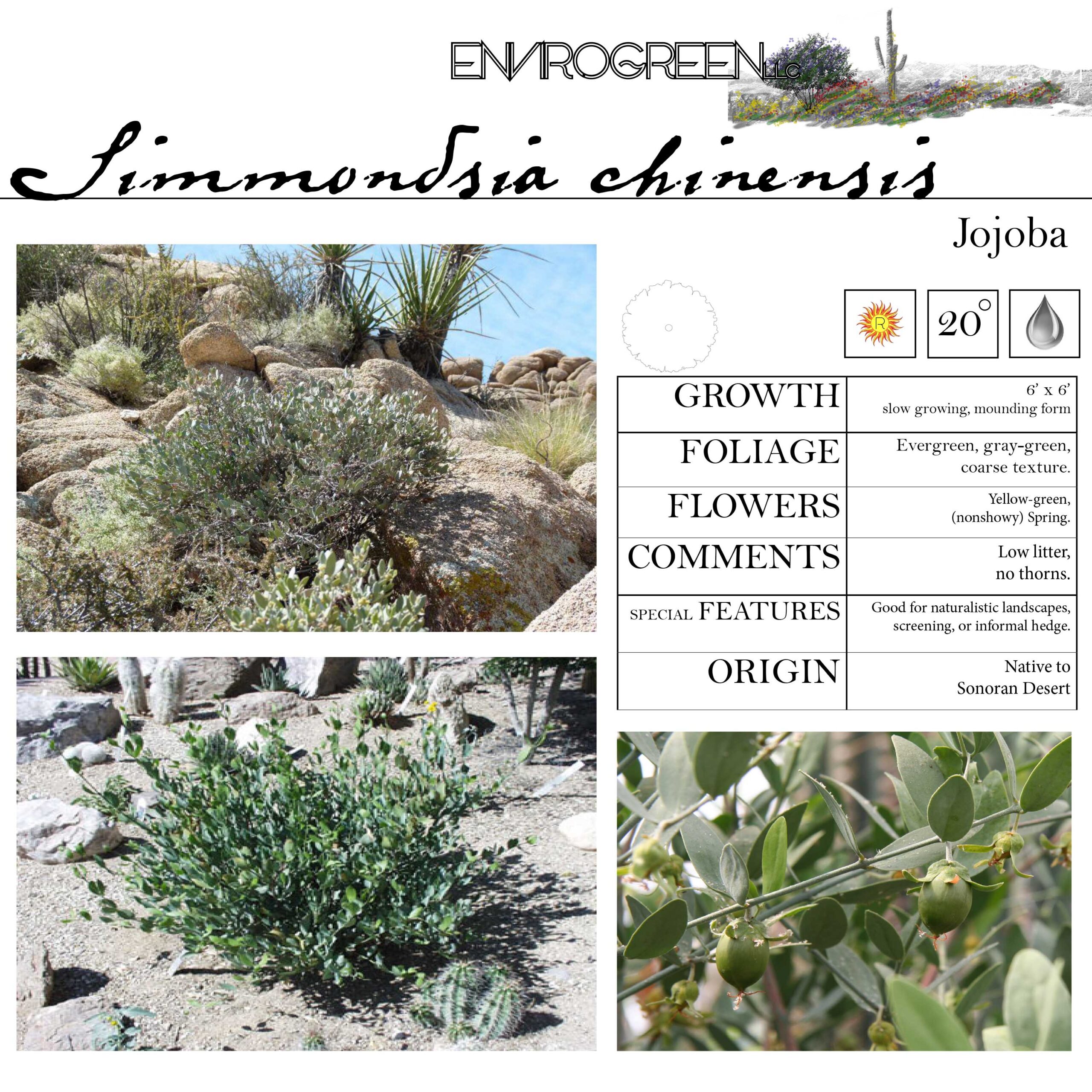 Simmondsia chinensis