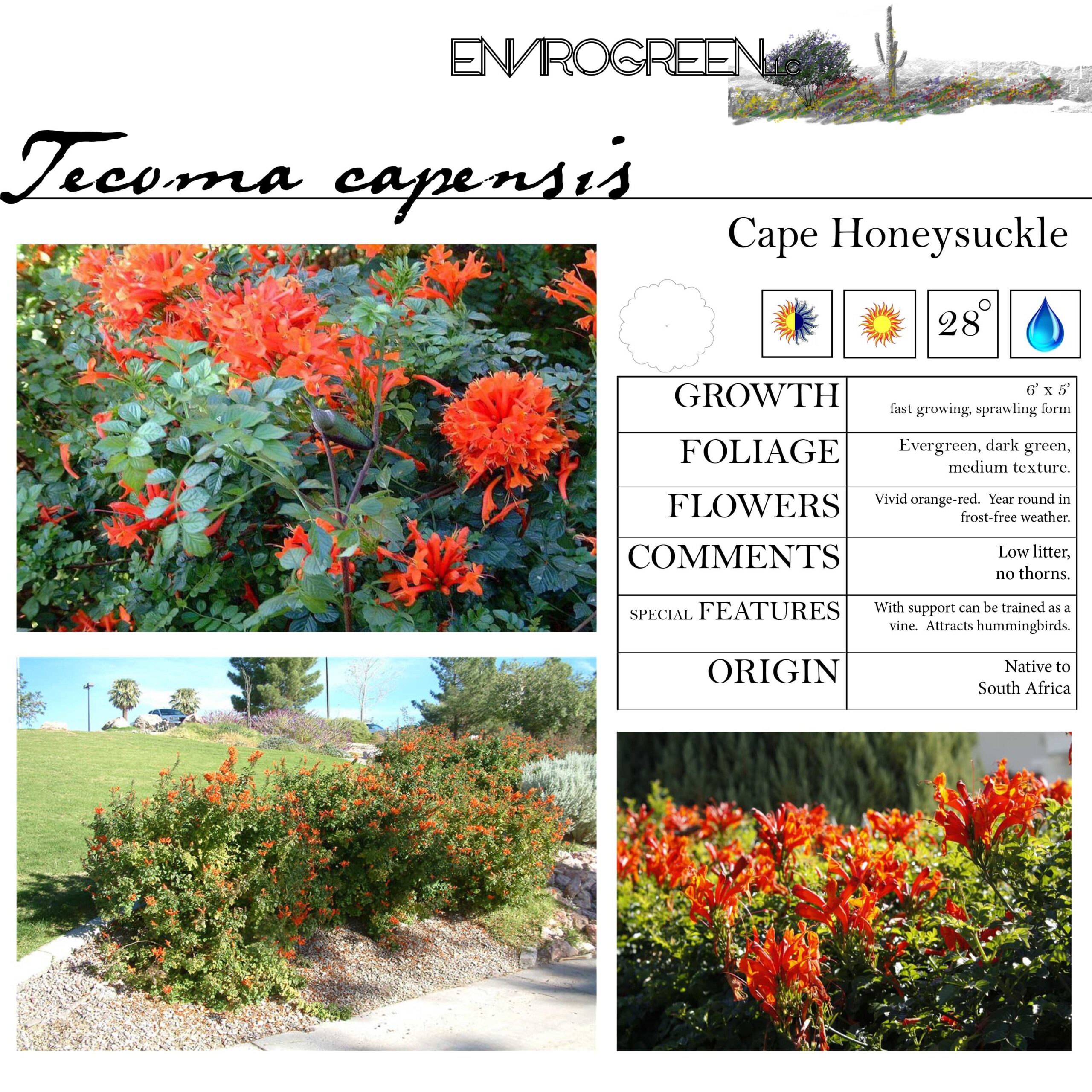Tecoma capensis