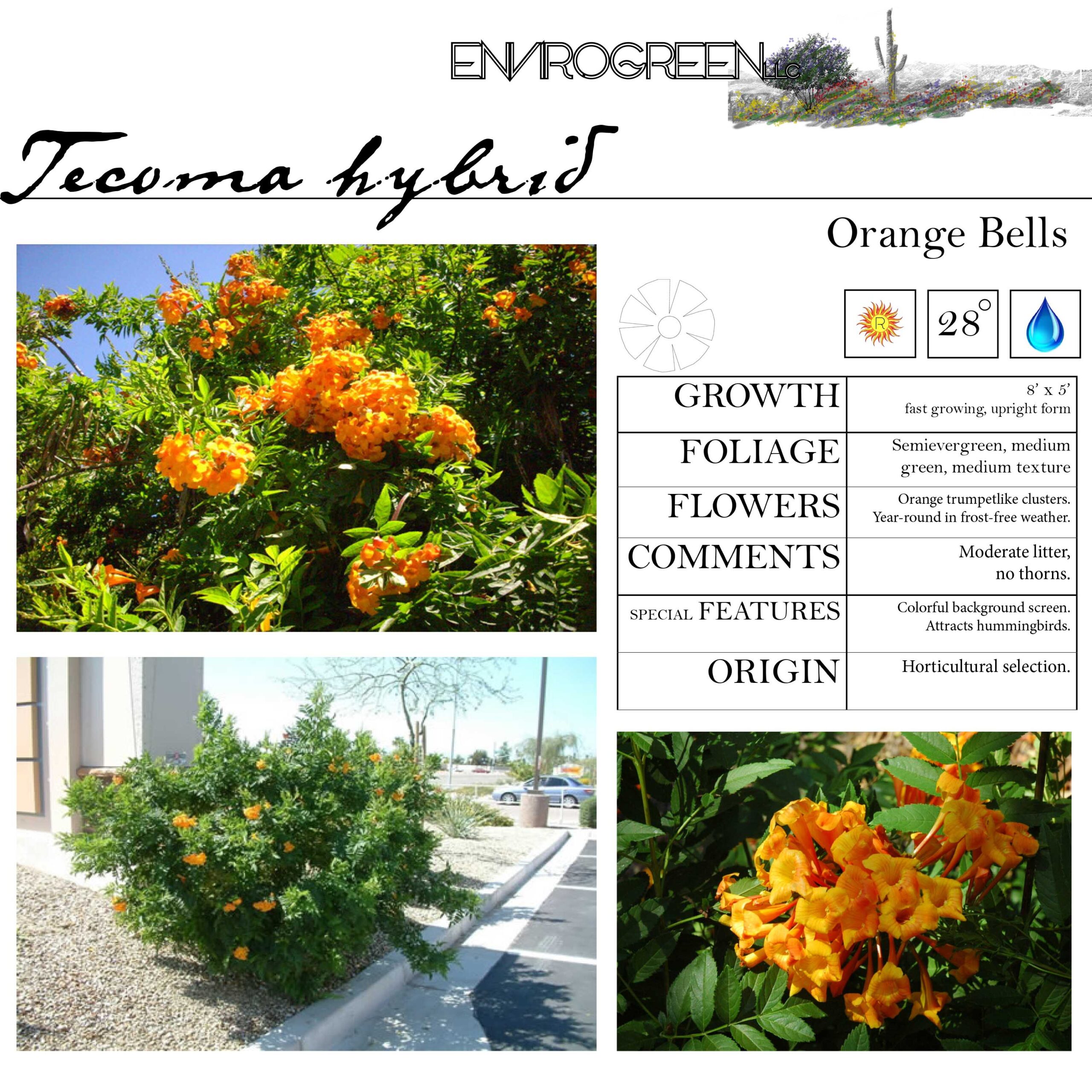 Tecoma hybrid