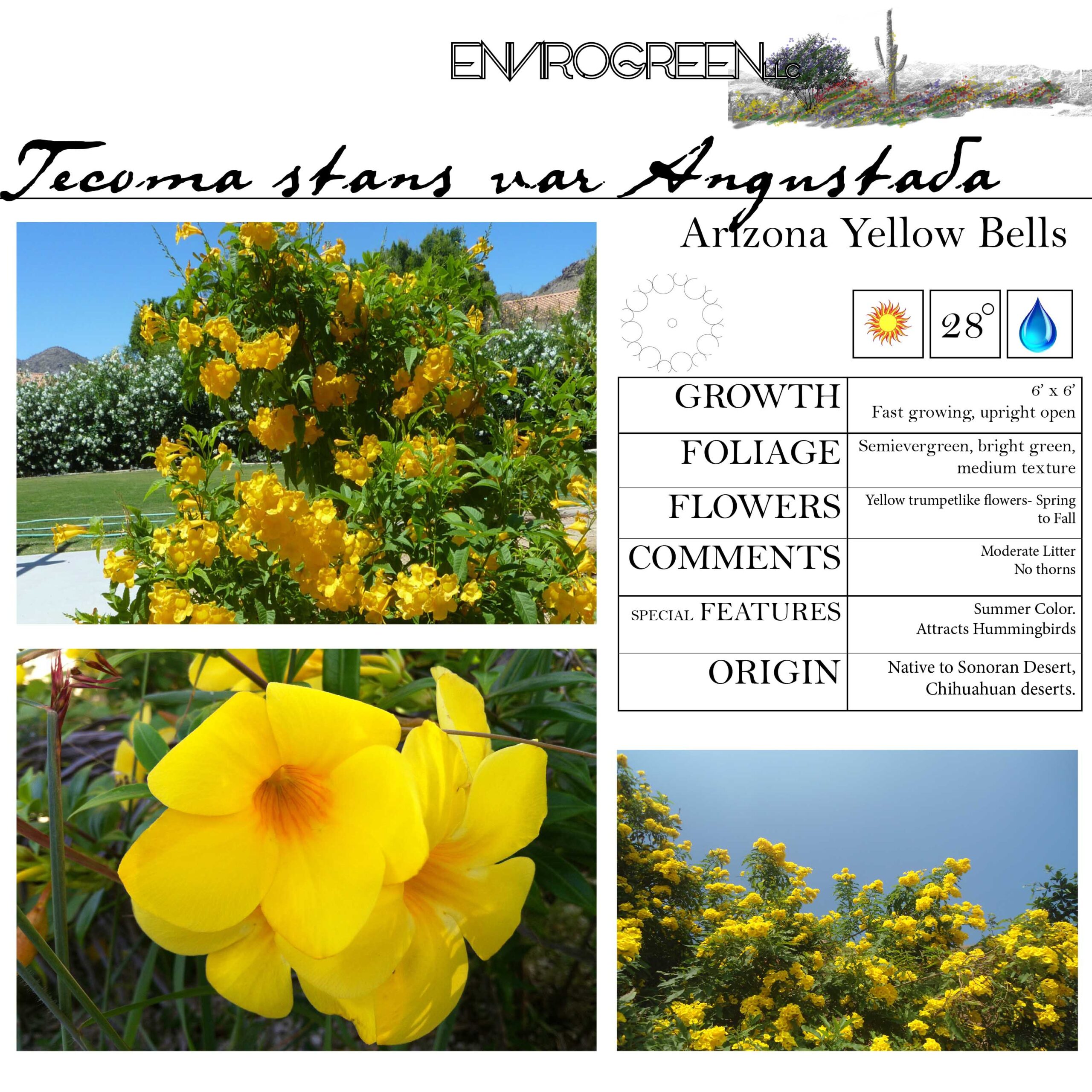 Tecoma stans var Angustata